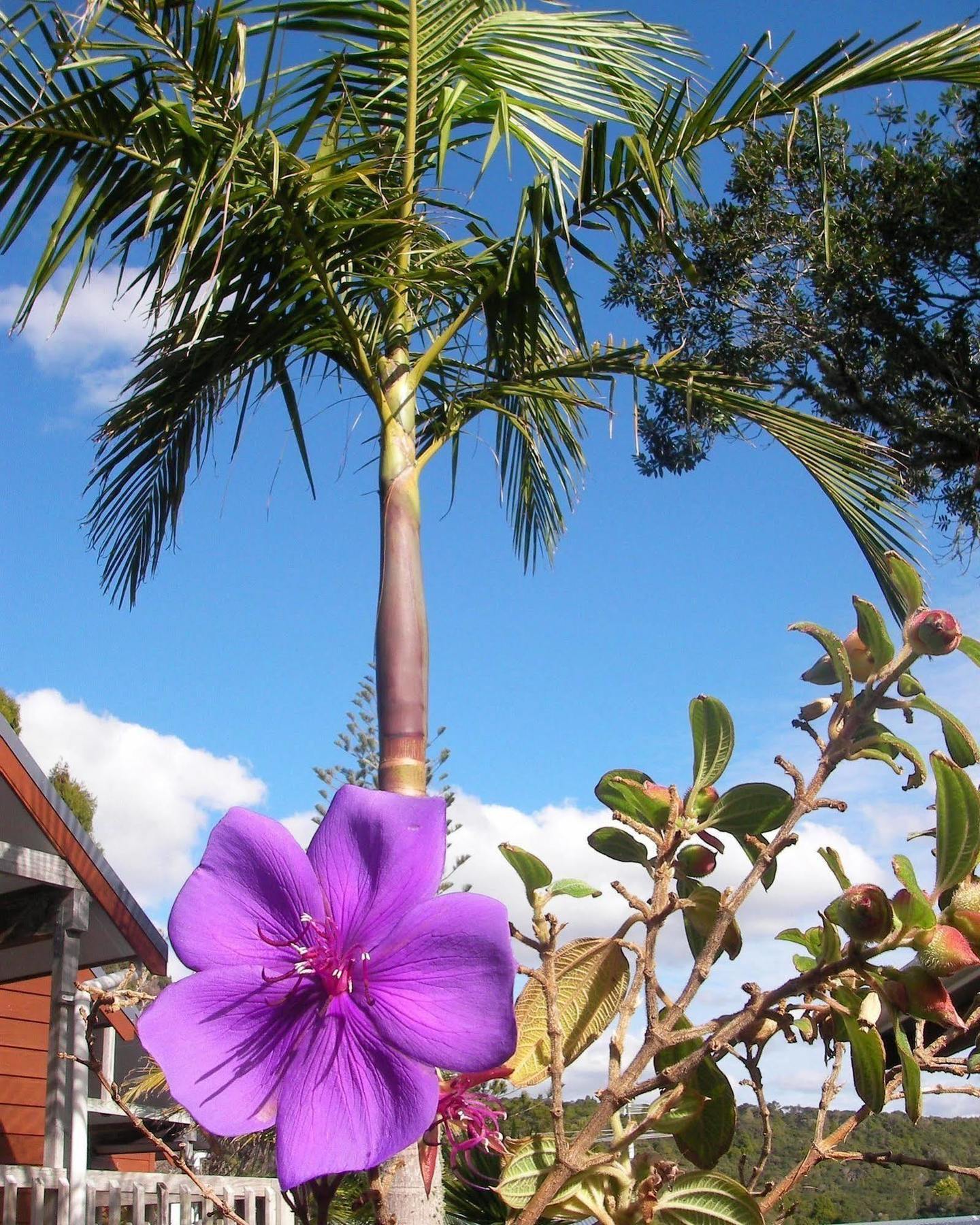 Bay Cabinz Motel Paihia Eksteriør bilde